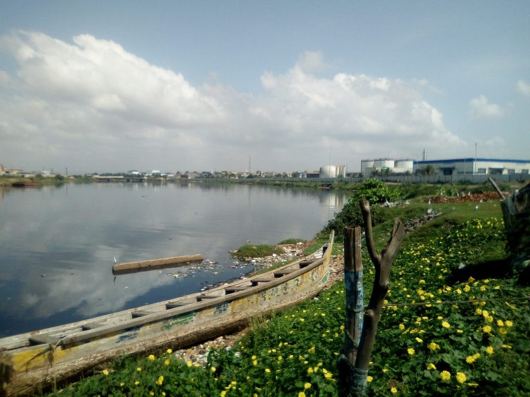Vegetation by a lake