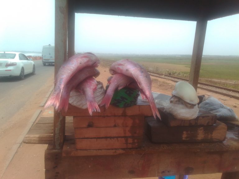 Fish and octupus for sale